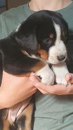 Appenzeller sennenhond pups (nog 2 beschikbaar), Overige rassen, 8 tot 15 weken, Meerdere, Meerdere dieren