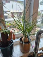 Olifantspoot (Beaucarnea) - 35cm, Ophalen, In pot, Minder dan 100 cm, Yucca