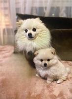 Mooie pomeriaan dekreu niet te koop, Rabiës (hondsdolheid), Reu, Eén hond, 3 tot 5 jaar