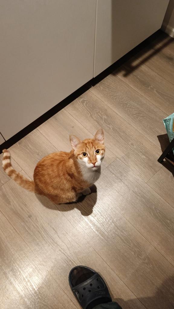 Een lieve en vriendelijke kat zoekt een nieuw thuis, Dieren en Toebehoren, Katten en Kittens | Overige Katten, Kater
