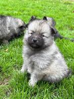 Wolfsgrauwe keeshond pups (blauwe kees)🩵, Dieren en Toebehoren, Keeshond, Reu, CDV (hondenziekte), 8 tot 15 weken