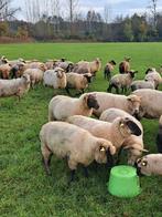 Drachtige schapen (januari aflammeren), Dieren en Toebehoren, Schapen, Geiten en Varkens, Vrouwelijk, Schaap