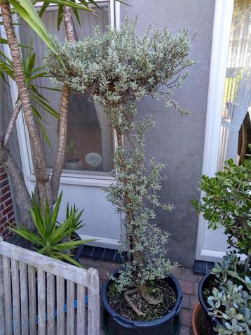  serre planten  kuipplanten potplanten beschikbaar voor biedingen