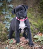 Prachtige RetroMops Puppy's, Pups, Overige rassen, CDV (hondenziekte), 8 tot 15 weken, Meerdere