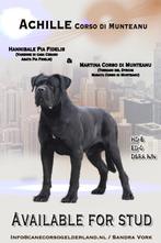 Cane corso dekreu beschikbaar, Nederland, Rabiës (hondsdolheid), Reu, Meerdere