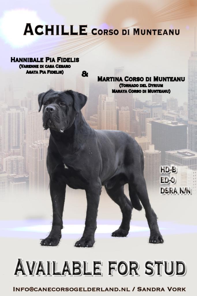 Cane corso dekreu beschikbaar, Dieren en Toebehoren, Honden | Dekreuen, Reu, Fokker | Professioneel, Meerdere, Nederland, 3 tot 5 jaar