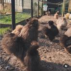 Broedeieren Choco / Choco koekoek te koop USA Zijdehoenders, Dieren en Toebehoren, Pluimvee, Kip