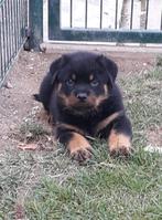 Rottweiler pups XL, België, Particulier, Overige rassen, CDV (hondenziekte)