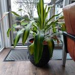 Grote kamerplant inclusief pot, Ophalen, Overige soorten, In pot, Minder dan 100 cm