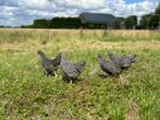 Jonge tamme Amrock kippen gesekst en ingeënt, Dieren en Toebehoren, Pluimvee, Vrouwelijk, Kip