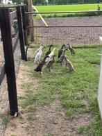 Jonge loopeenden, Dieren en Toebehoren, Pluimvee, Meerdere dieren, Eend
