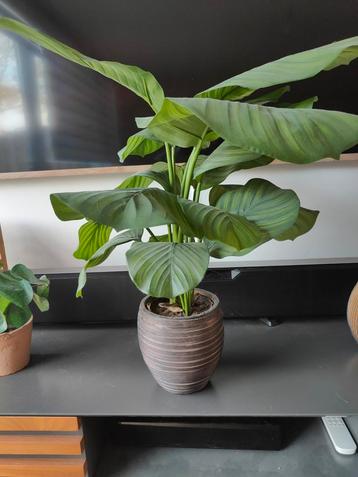 Strelitzia kunstplant beschikbaar voor biedingen