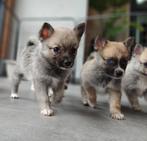 Nog 3 reutjes te reserveren! Knappe Pomeriaan x Pomsky pups, Dieren en Toebehoren, Honden | Chihuahua's en Gezelschapshonden, Nederland