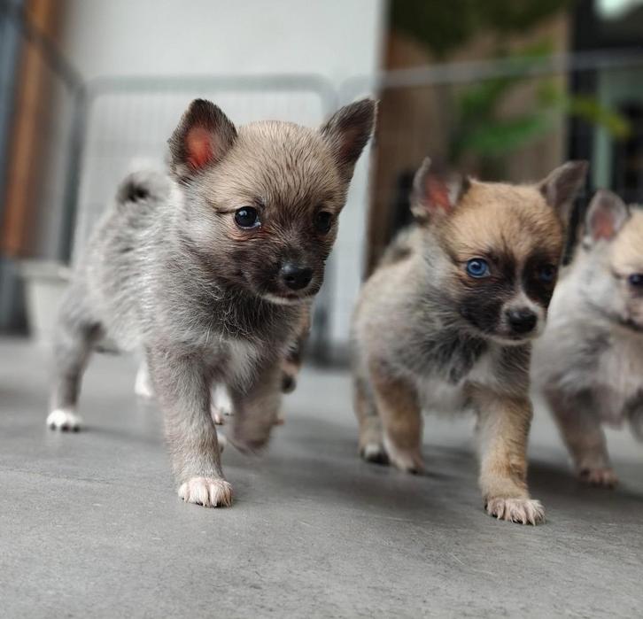 Nog 3 reutjes te reserveren! Knappe Pomeriaan x Pomsky pups, Dieren en Toebehoren, Honden | Chihuahua's en Gezelschapshonden, Meerdere dieren
