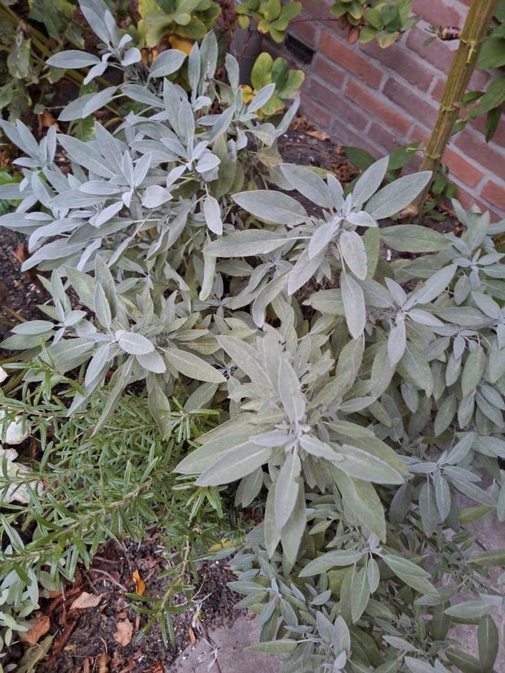 Salie stekje of wat losse verse takjes, Tuin en Terras, Planten | Tuinplanten, Overige soorten, Volle zon, Ophalen