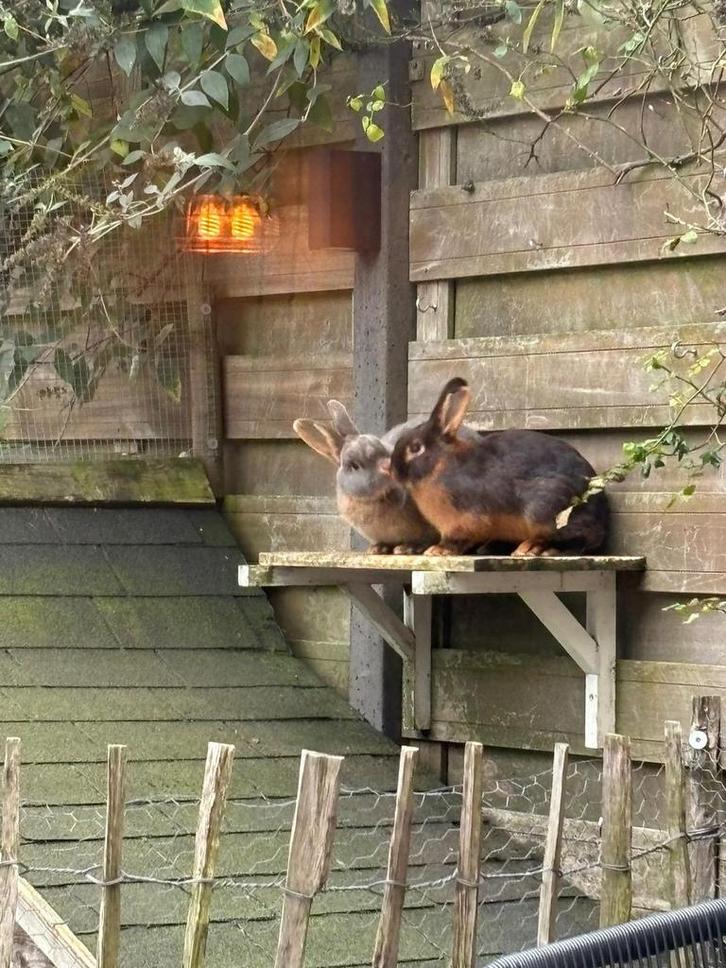 Twee Tan konijntjes, Dieren en Toebehoren, Konijnen, Middelgroot, Vrouwelijk