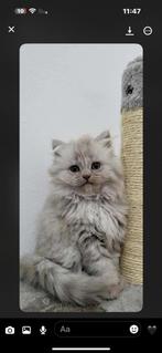 Britse langharige poes, Dieren en Toebehoren, Katten en Kittens | Overige Katten, Poes