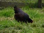 Barnevelder krielen | Jonge kippen | Passend advies!, Dieren en Toebehoren, Meerdere dieren, Kip