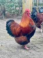 Orpington hanen, Dieren en Toebehoren, Mannelijk, Kip