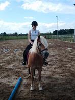 Verzorg pony/paard  gezocht!, Dieren en Toebehoren, Ophalen of Verzenden