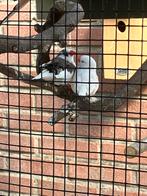 Koppel zebravinken, Dieren en Toebehoren, Meerdere dieren, Tropenvogel