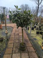 Prunus laurocerasus 'Kleopatra' op stam | Laurier op stam, Tuin en Terras, Planten | Bomen, 100 tot 250 cm, Zomer, Ophalen, Volle zon