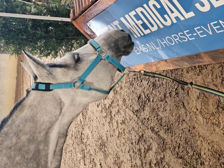 Gezocht pensionstalling met weide, Dieren en Toebehoren, Stalling en Weidegang, Opfok