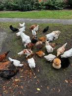 Kippen te koop, Dieren en Toebehoren, Pluimvee, Meerdere dieren, Kip
