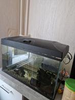 Aquarium met pomp, Vis