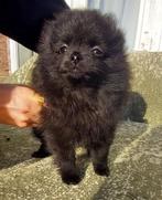 Speels & Lief Pomeriaan Reutje en Teefje!, Dieren en Toebehoren, Overige rassen, 8 tot 15 weken, Meerdere, Meerdere dieren