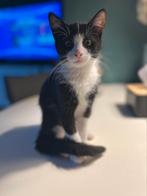 Te koop; zwart-wit katerje., Dieren en Toebehoren, Katten en Kittens | Raskatten | Korthaar, Kater, Ontwormd, 0 tot 2 jaar