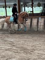 Prachtige 5 jarige haflinger ruin, Dieren en Toebehoren, Paarden, Minder dan 160 cm, B, Gechipt, Ruin
