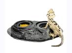 Gekko feeding ledge, Dieren en Toebehoren, Ophalen of Verzenden, Zo goed als nieuw