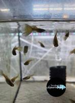 Poecilia reticulata Blue moscow guppy, Vis, Zoetwatervis