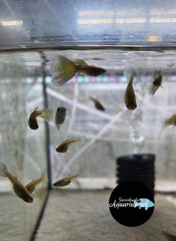 Poecilia reticulata Blue moscow guppy beschikbaar voor biedingen