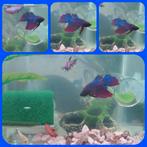 Aqua vissen Betta-man kempvis met 3 vrouwtjes, Dieren en Toebehoren, Vissen | Aquariumvissen, Vis