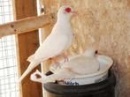Koppel Witte/ albino diamantduifjes gevraagd, Dieren en Toebehoren, Vogels | Duiven, Meerdere dieren, Overige soorten