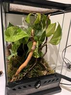 Exoterra 20x20x30, Dieren en Toebehoren, Reptielen en Amfibieën | Toebehoren, Ophalen, Zo goed als nieuw