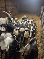 Te koop pauwgeiten en bokken, Dieren en Toebehoren, Schapen, Geiten en Varkens, Meerdere dieren, Geit, 0 tot 2 jaar