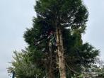 Boomverzorger zoekt bomen, Diensten en Vakmensen, Tuinmannen en Stratenmakers, Garantie, Tuinonderhoud of Snoeiwerk