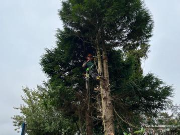 Boomverzorger zoekt bomen beschikbaar voor biedingen