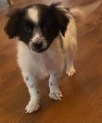 Mooie BORDER COLLE x FRIESE STABIJ pup - reutje, Dieren en Toebehoren, Honden | Niet-rashonden, Nederland, Reu, CDV (hondenziekte)