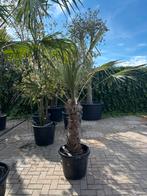 Buitenkans: Trachycarpus fortunei - winterharde palmboom, 100 tot 250 cm, Palmboom, Ophalen, Volle zon