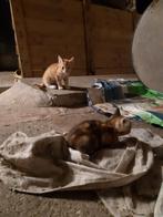 Vier boerderijkittens mogen verhuizen, Dieren en Toebehoren, Katten en Kittens | Overige Katten, Meerdere dieren, 0 tot 2 jaar
