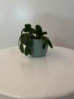 Lidcactus, Ophalen, Halfschaduw, Minder dan 100 cm