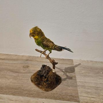 Opgezette grasparkiet opgezet taxidermie taxidermy  beschikbaar voor biedingen