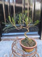 Pinus sylvestris Bonsai, Tuin en Terras, Ophalen of Verzenden, Bloeit niet, Overige soorten, Minder dan 100 cm