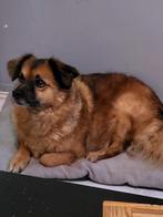 Lieve, trouwe,mooie bruine hond, Particulier, Rabiës (hondsdolheid), 3 tot 5 jaar, Reu