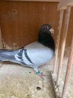 Schitterende doffer Kampert & Westerlaken, Dieren en Toebehoren, Vogels | Duiven, Mannelijk, Postduif