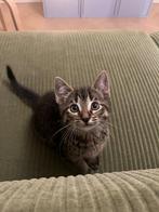 Lieve Kitten zoekt PER DIRECT een huisje! Incl. TOEBEHOREN, Dieren en Toebehoren, Kater, Kortharig, 0 tot 2 jaar
